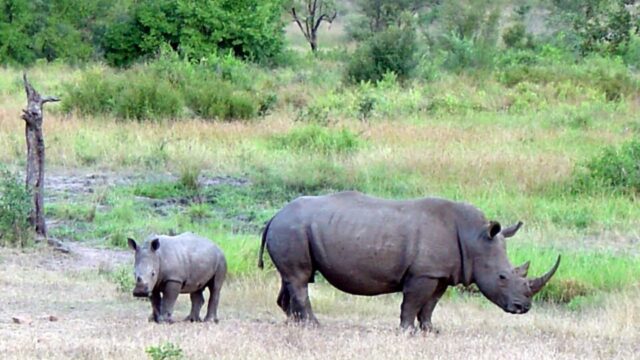 Single Category cecil kop nature reserve