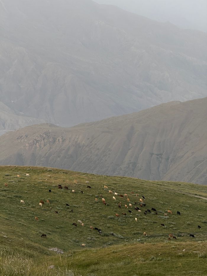 Cattle grazing on a lush green hill with a majestic mountain backdrop in Dagestan, Russia.